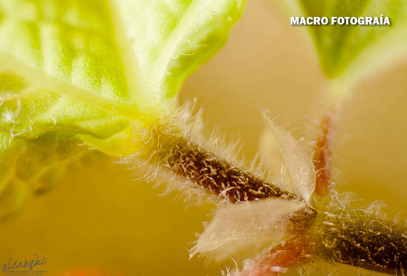 Fotografía Macro